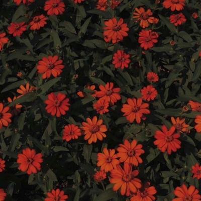 竞赛足球app下载截图