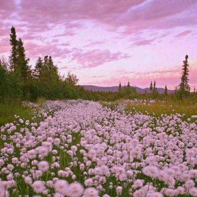 熊猫娱乐appapp下载